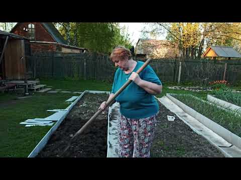 Видео: Я копаю // решили переделать грядки в теплице