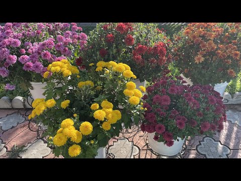 Видео: Хризантема Мультифлора до сих пор цветёт, хотя на улице ночью минус 12 🙈, готовлю на хранение. 