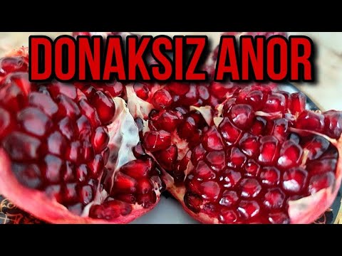 Видео: #ДАНАКСИЗ АНОРНИ САҚЛАШ КЕРАКМИ? 2-қисм   Pomegranate #Жиззахда#danaksiz #anor