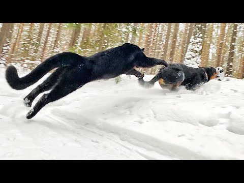 Видео: Зимние гуляния пантеры Луны и ко 😸❤️