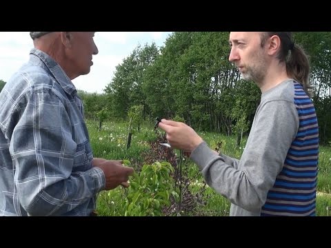 Видео: Мичурин современности! Гений - садовод! Фролов Ю.А. в питомнике у профессора Агеева. Яблоневый Сад.