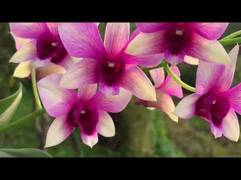 Видео: Dendrobium Polar Fire и немного бутончиков)