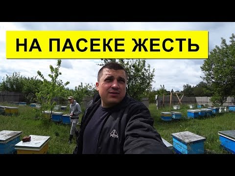 Видео: Спасаем Пчел 🐝 На Пасеке - Змеи, Щурки, Фацелия, ✅