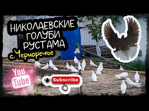 Видео: Николаевские голуби. В гостях у Рустама. с.Черноречье Самарская область.2024