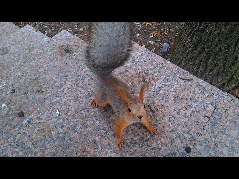 Видео: Ессентуки в парке