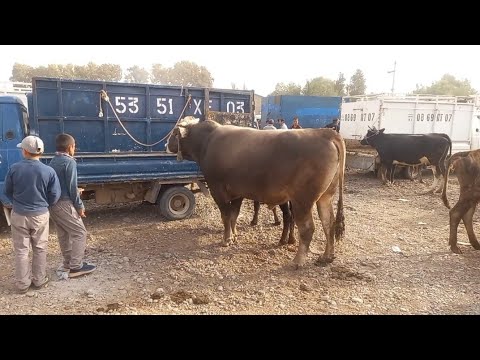 Видео: чоршанбебозори   нохияи хамадони 17 сентябр зурибад 👍 👍👍👍