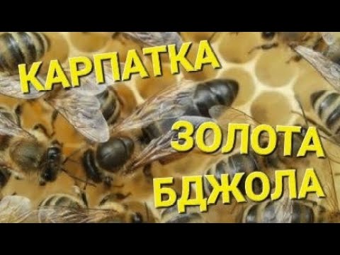 Видео: Все гарне и погане про породи бджіл #пчеловодствов6тирамочныхульях