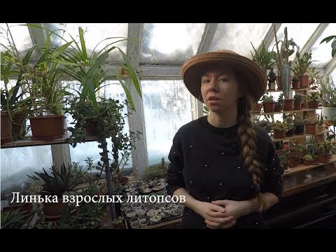 Видео: Всё про линьку взрослых литопсов, живых камней. Самое информативное видео.