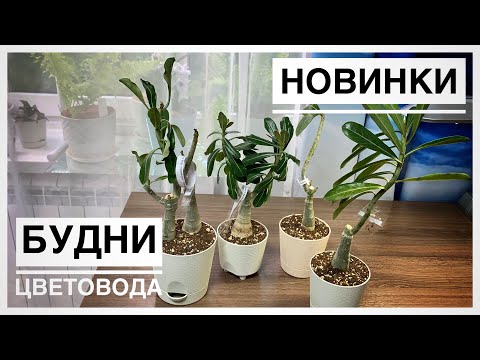 Видео: Будни цветовода | Адениумы | Посадка в грунт | 30-31.08.2022г.