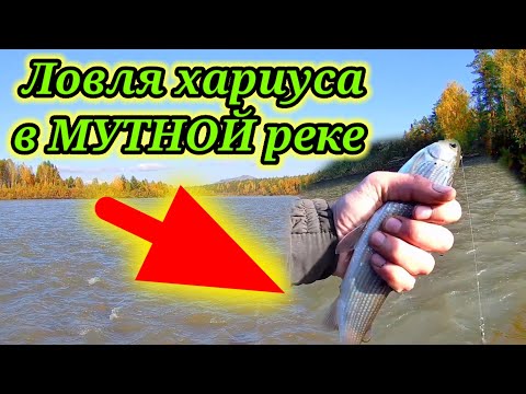 Видео: Ловля хариуса 👆 В  МУТНЮЩЮЮ воду. Рыбалка на реке Бия. Ловля хариуса на удочку 👆