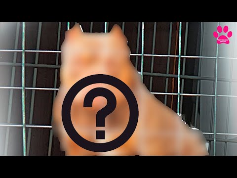 Видео: Еду покупать взрослую собаку! Увижу впервые и решу куплю или нет!