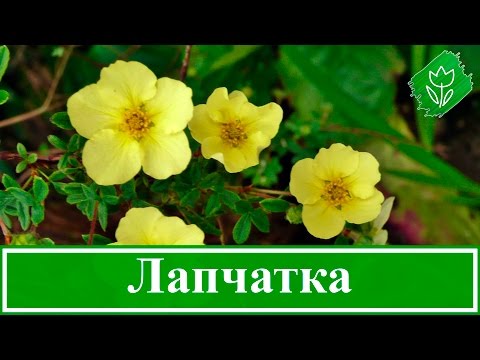 Видео: 🌻 Цветок лапчатка – выращивание и уход, посадка и размножение; лапчатка кустарниковая и белая