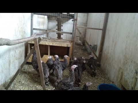 Видео: У ИНДЮКОВ ОПУХЛИ ЩЕКИ?// РИНИТ// СИНУСИТ //КАК ЛЕЧИМ 2019г