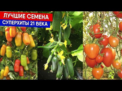 Видео: Лучшие семена - суперхиты 21 века