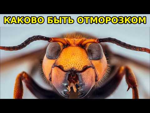 Видео: POV: ТЫ - ШЕРШЕНЬ