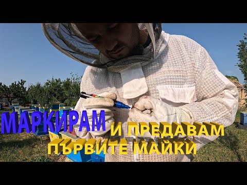 Видео: Маркирам и предавам първите пчелни майки - собствено производство