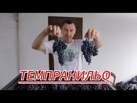 Видео: ТЕМПРАНИЛЬО! /Сбылась мечта/