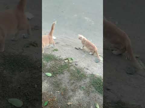 Видео: Вечори на хуторі. Кася стає бурчливою тіткою. #cat #dog #котики