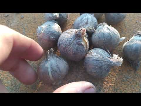 Видео: Рокамболь от "детки" до "головки"