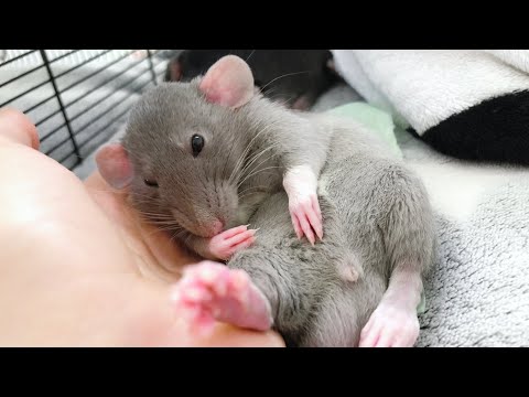 Видео: Где можно купить крыс? 🐀