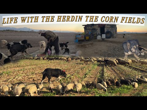 Видео: Дикая природа и жизнь пастухов на кукурузных лугах 🍃 | От пастбищ до промышленного сбора урожая