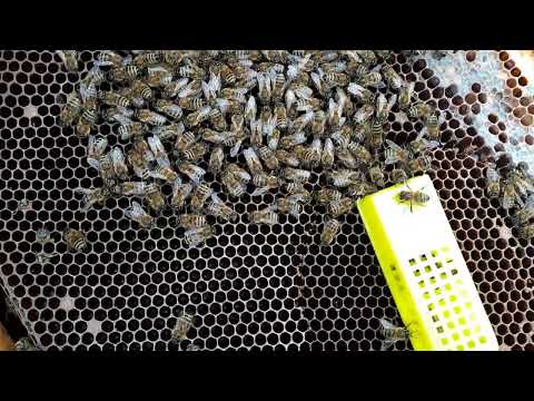 Видео: Холодно -розплід за заставною що зним. 