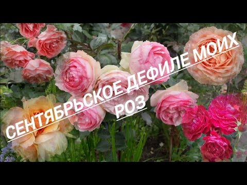 Видео: 238#Сентябрьское дефиле моих роз//25.09.25🥀🥀🥀