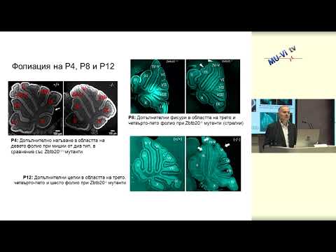 Видео: Роля на транскрипционния фактор Zbtb20 в развитието на малък мозък