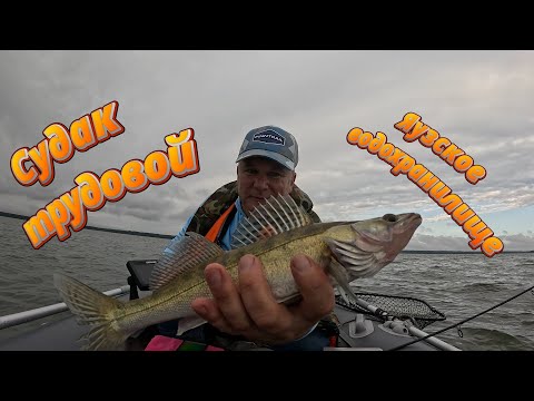 Видео: Судак трудовой. Яузское водохранилище.