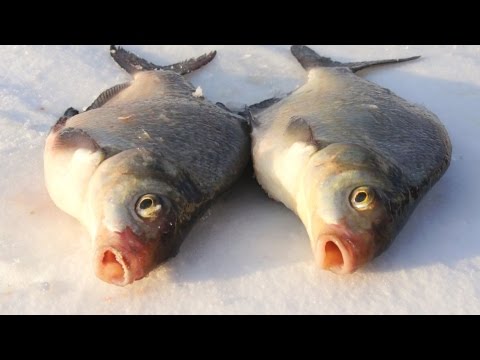 Видео: Ловля леща зимой на мормышку