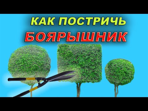 Видео: Узнай как постричь боярышник. Топиарные формы в саду.