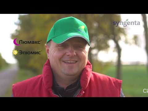 Видео: Отзывы клиентов — Гибриды кукурузы компании «Сингента»