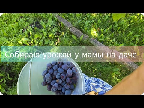 Видео: ПО БЫСТРОМУ ЗАЕХАЛИ НА ДАЧУ #дачныйконтент#дача#дачныйблог#сборыурожая#слива#яблоки#garten#blog