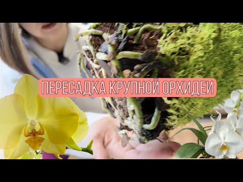 Видео: Пересаживаю взрослую крупную орхидею Феррару из пластика в стекло 
