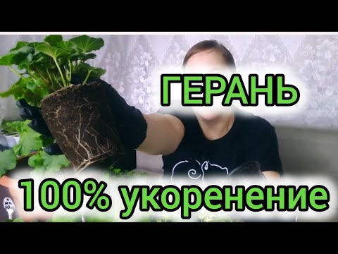 Видео: ЖАЛЕЮ,ЧТО не делала так раньше. СЕКРЕТНЫЙ СПОСОБ черенкования ПЕЛАРГОНИИ/ГЕРАНИ.