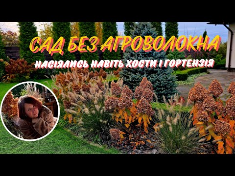 Видео: В моем саду нет агроволокна! Насеялись братики, туи, пенисетумы, хосты и даже гортензия