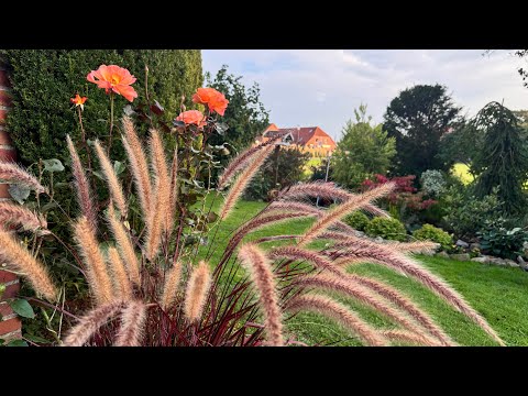 Видео: О саде Оксаны Айслер 🏡👍 🥰Новые растения для моего сада 💐Пересадила розы 🌹🌷