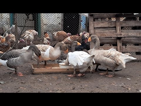 Видео: ПРОДАЮ ЗА ДОРОГО! ТАКОГО ВИ НЕ ЗНАЙДЕТЕ НІДЕ! МІЙ БІЗНЕС НА СЕЛІ😉