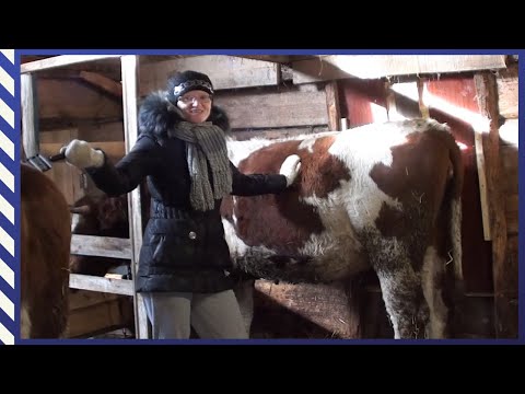 Видео: Приручаем нетелей к рукам/ Дали им имена/ Первая маленькая победа/ #ПереездНаАлтай#ПереездВдеревню