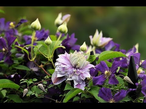 Видео: Клематисы в контейнерах 2 группы обрезки. Зимуем в доме! Январь, часть 2