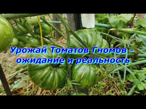 Видео: Томаты Гномы  - генеральная стрижка и рекордный урожай !