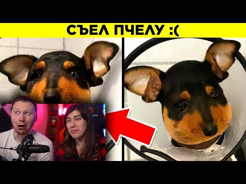Видео: У Этих Животных Выдался День Хуже Вашего | РЕАКЦИЯ на WTFакт
