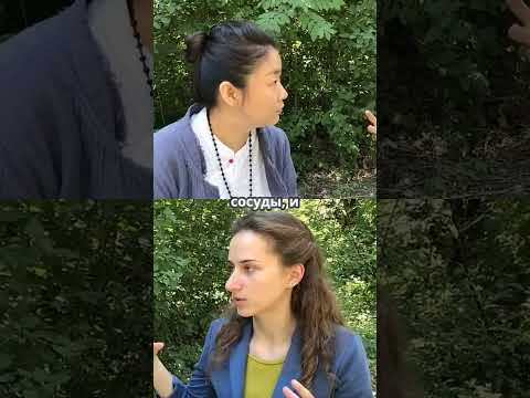 Видео: Откройте для себя секрет здоровья сердца с листьями шелковицы!