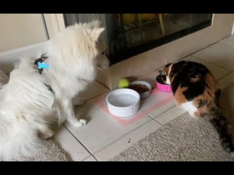 Видео: 😺 Эй, это моя миска! 🐕 Смешное видео с собаками, кошками и котятами! 😸