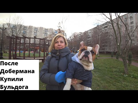 Видео: Французский Бульдог Бруклин/Собака и кот- могут жить вместе?