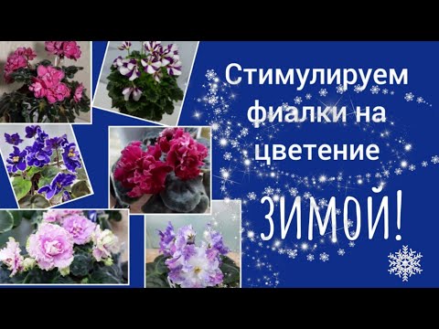 Видео: Стимулируем фиалки на цветение! Будут цвести зимой как летом!