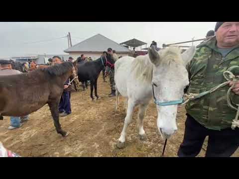 Видео: Тараз мал базар.06.11.2022 Жылкы багалары /Атбазар😱