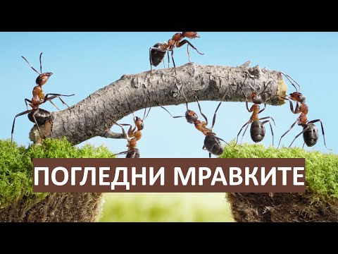 Видео: Погледни мравките и се научи от тях 😀