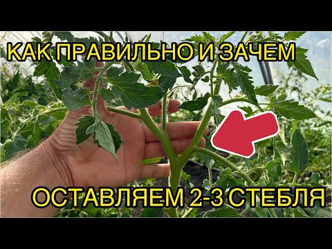 Видео: Формировка томатов в 2-3 стебля. Для увеличения урожая на мелкоплодных сортах.