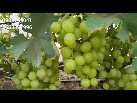 Видео: Невеликий огляд гібридних форм та сортів на нашому винограднику.